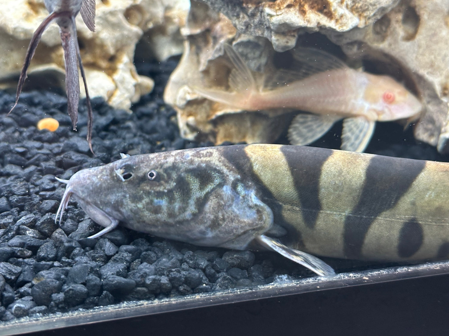 XL Imperial Flower Loach (9-10”)