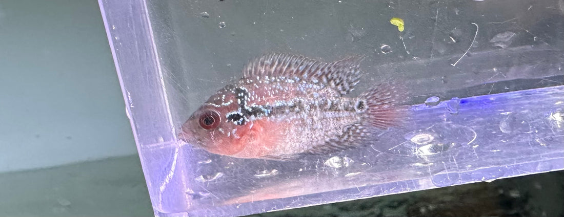 Baby Flowerhorn (1.5”+)