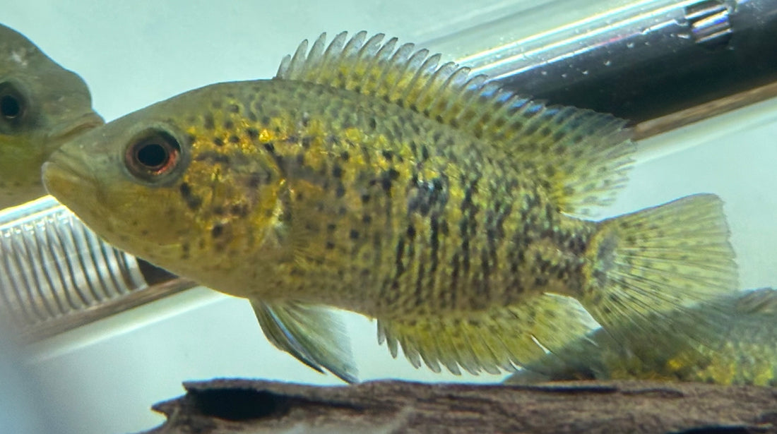 Friedrichsthalii Cichlid (3”)