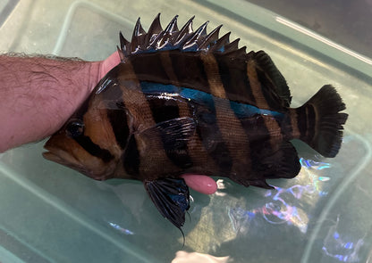 XL Highbody Sumatra Datnoid (10-11”)
