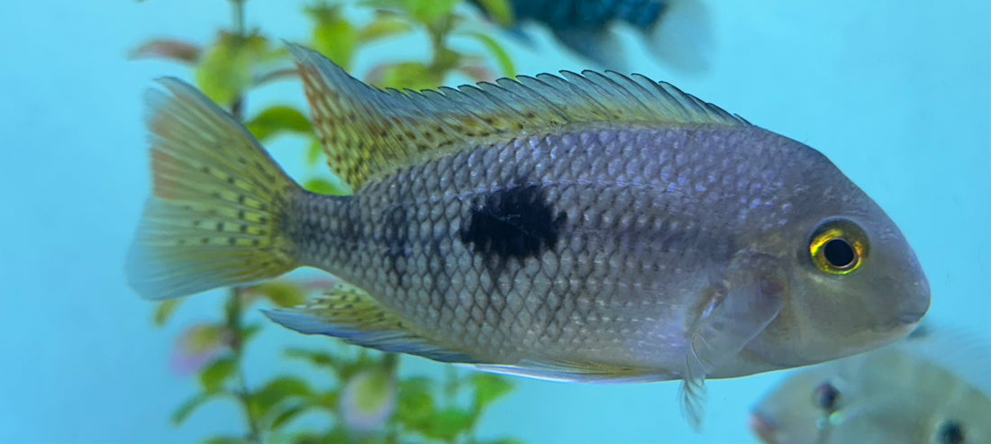 Nicaraguense Cichlid (4.5-5”)
