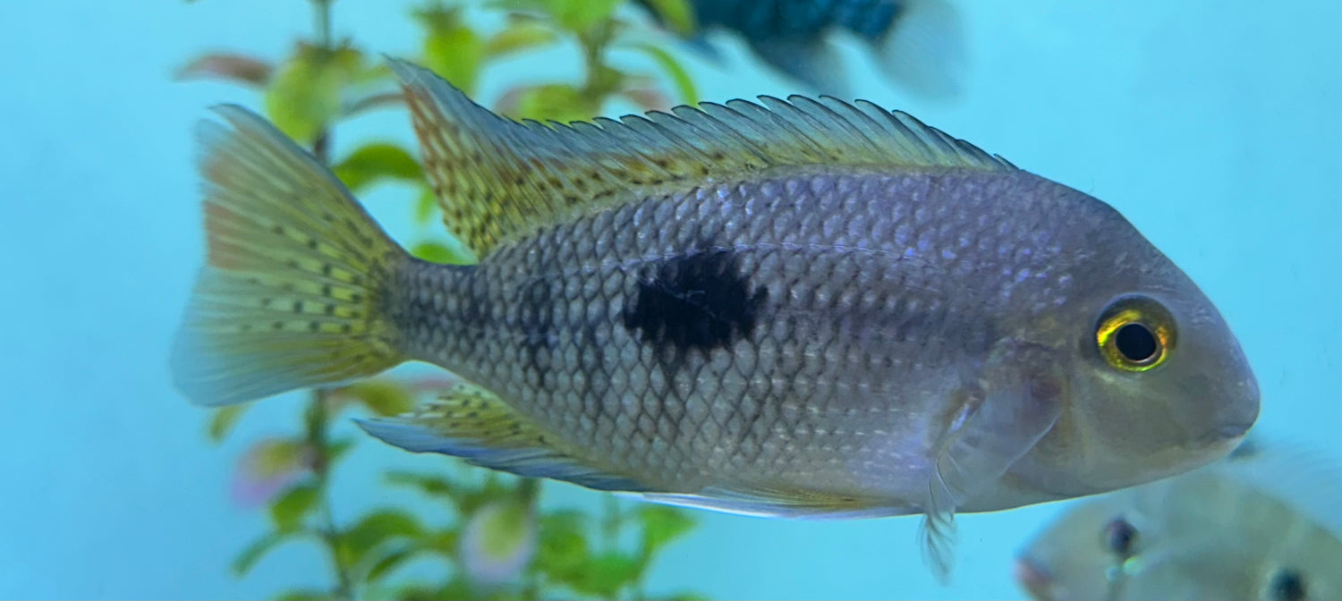 Nicaraguense Cichlid (4.5-5”)