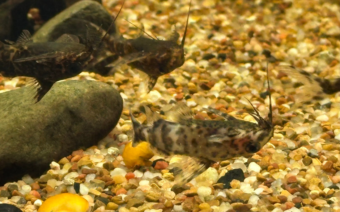Upside Down Catfish (1.5-2”)