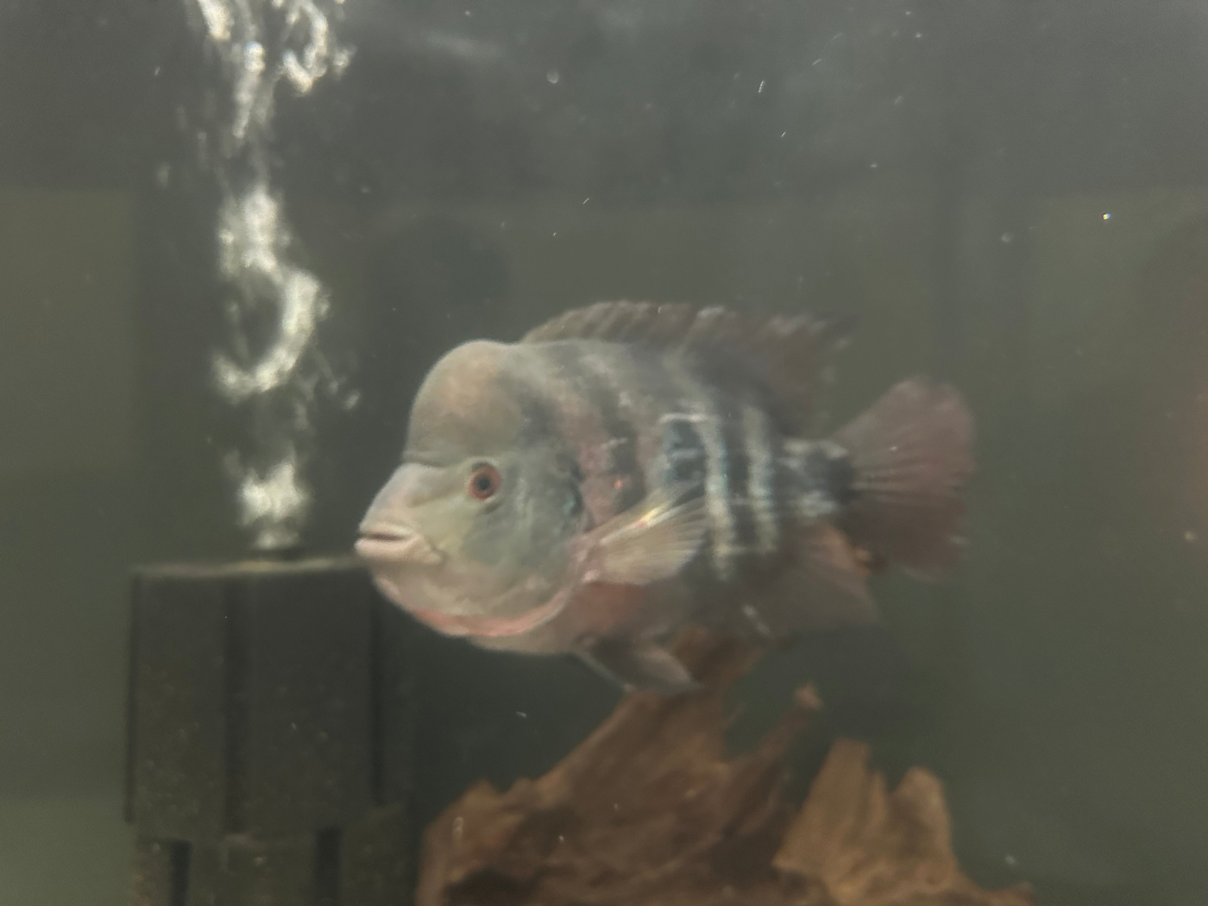 XL Flowerhorn x Midas Hybrid (7”)