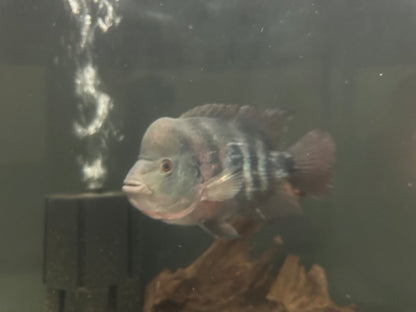 XL Flowerhorn x Midas Hybrid (7”)