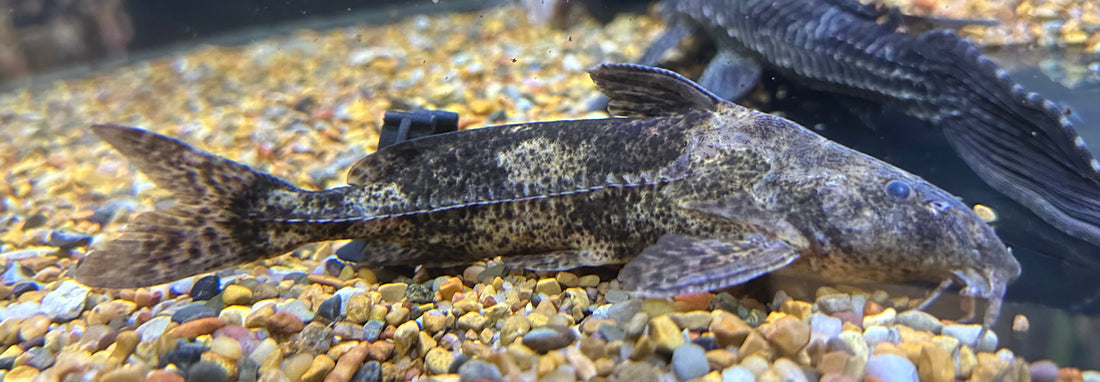 Rhinodoras Catfish (6-7”)