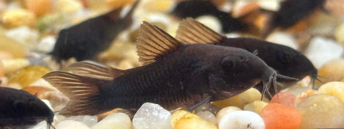 Black Venezulan Cory (1.25-1.5”)