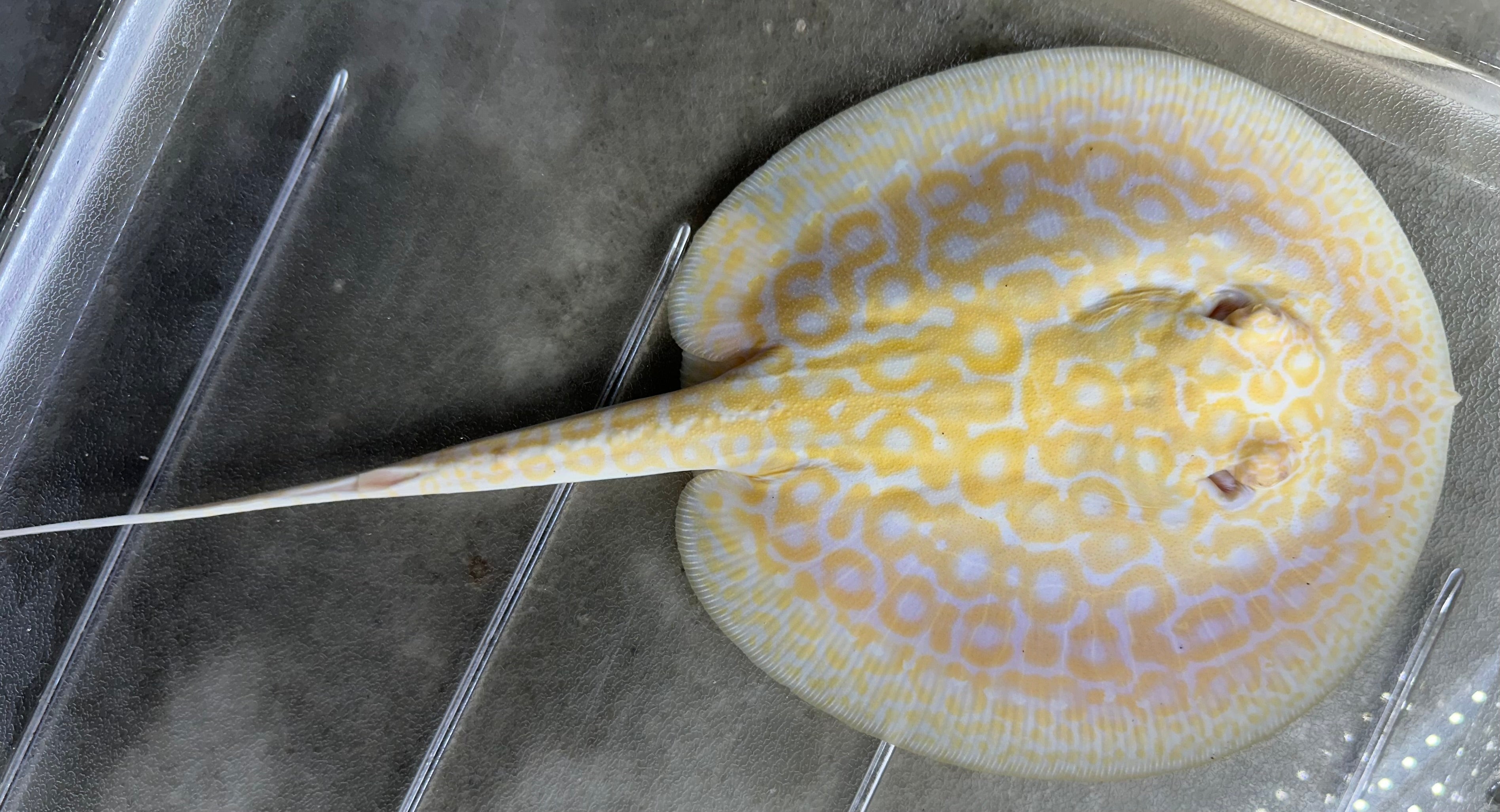 Albino “Red Lucy” Hybrid Stingray (Female 6.5”)