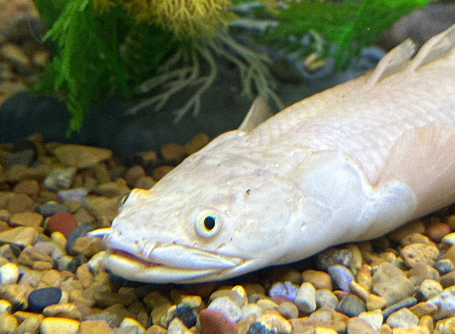 XL “A Grade” Platinum Endlicheri Polypterus (12-13”)