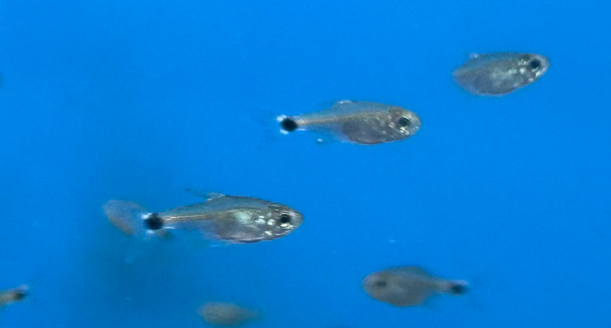 Auro Tetra (0.5”)