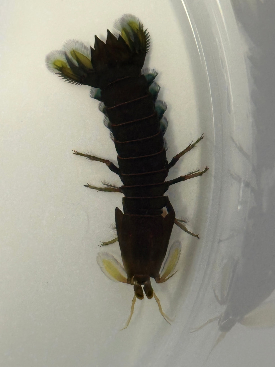 Dwarf Mantis Shrimp (3”)