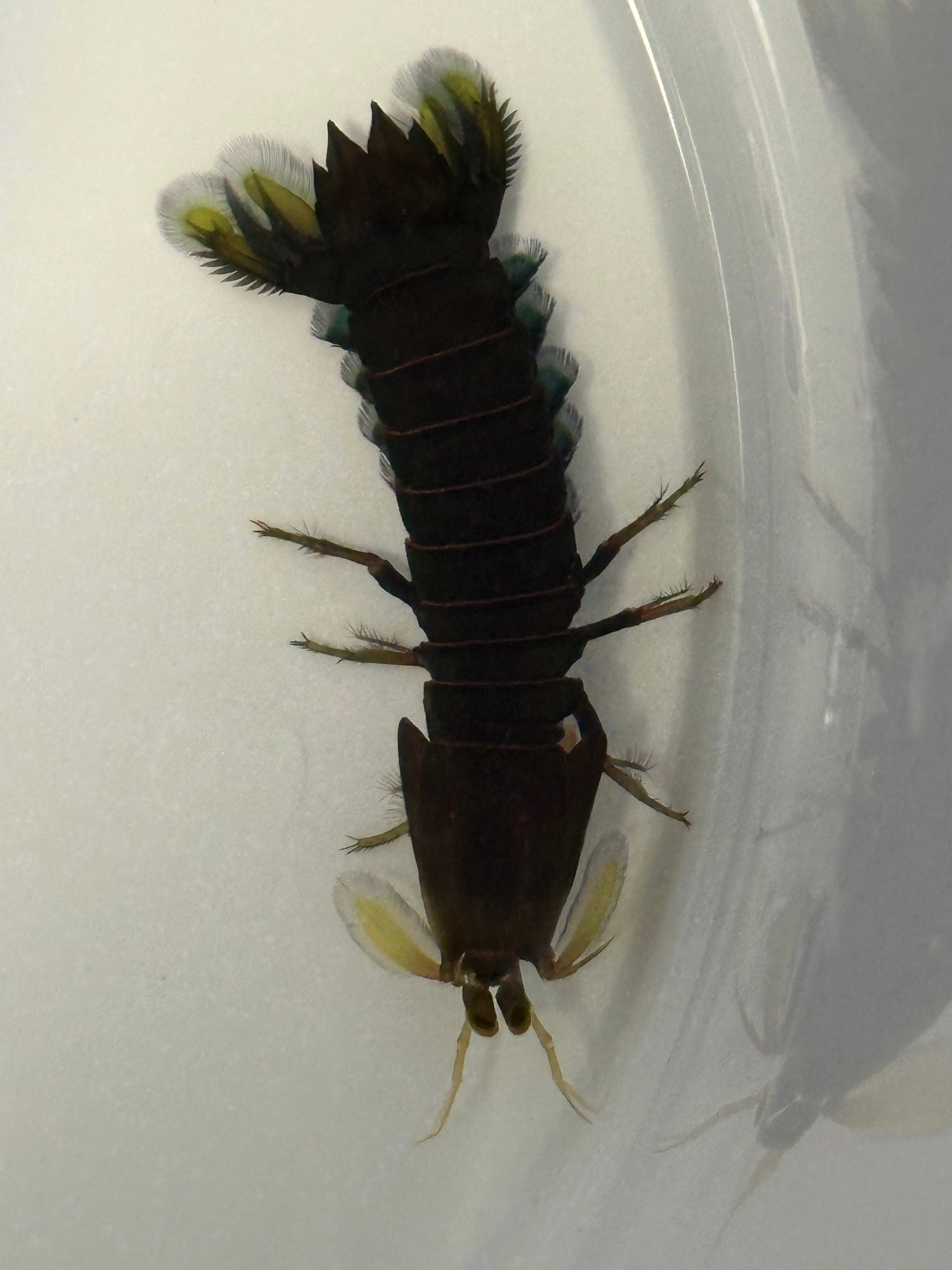 Dwarf Mantis Shrimp (3”)