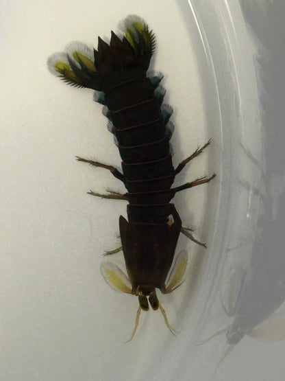 Dwarf Mantis Shrimp (3”)