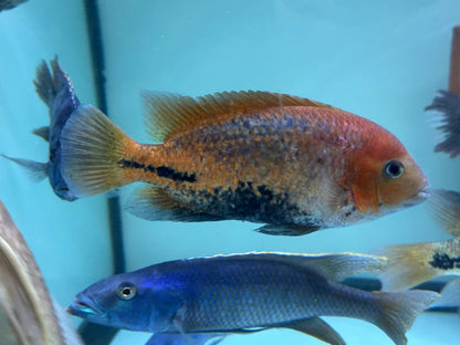 Large Red Head Melanurus Vieja Cichlid (6-6.5”)