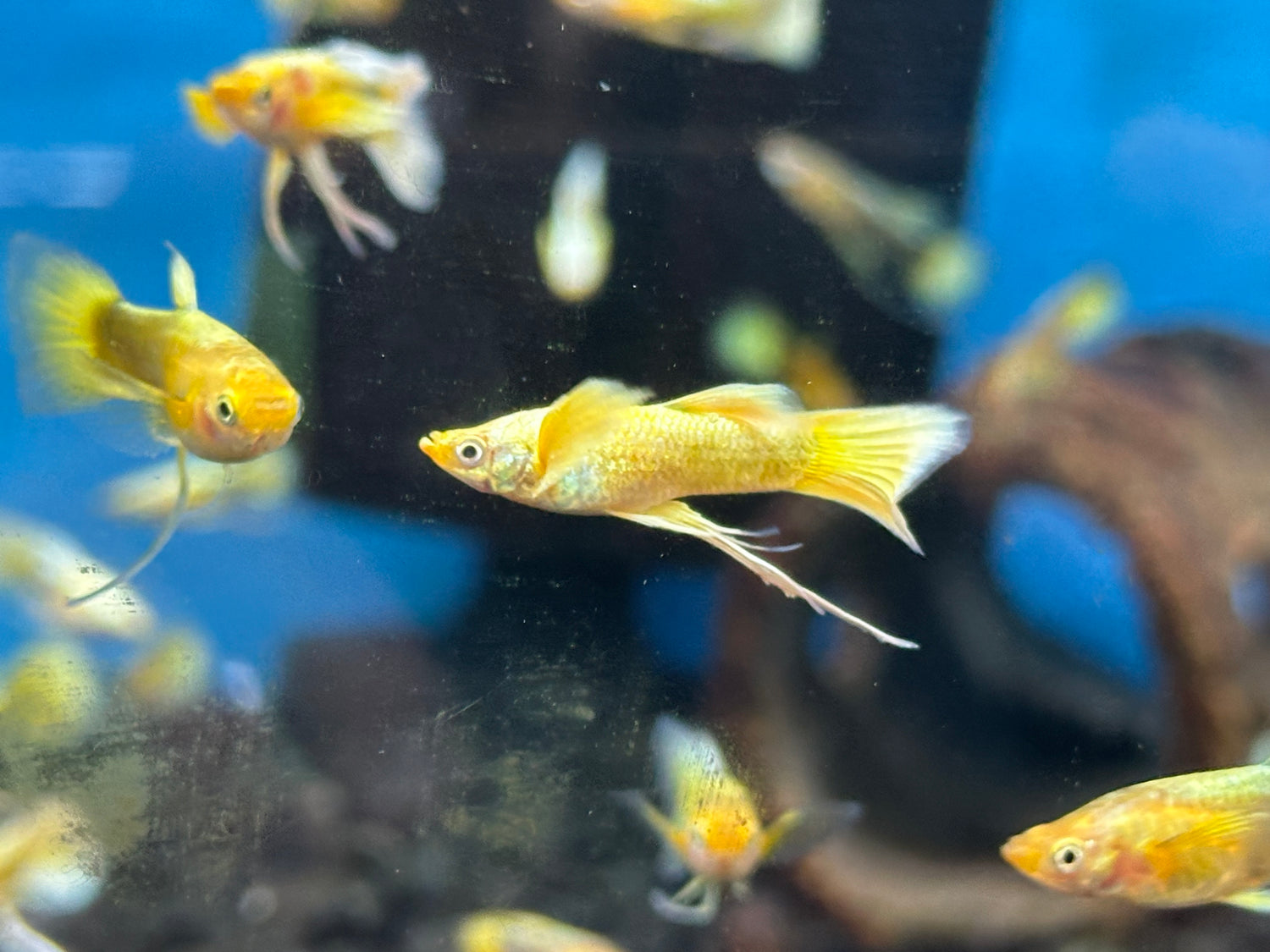 24k Gold Ribbon Guppy Pair (1”)