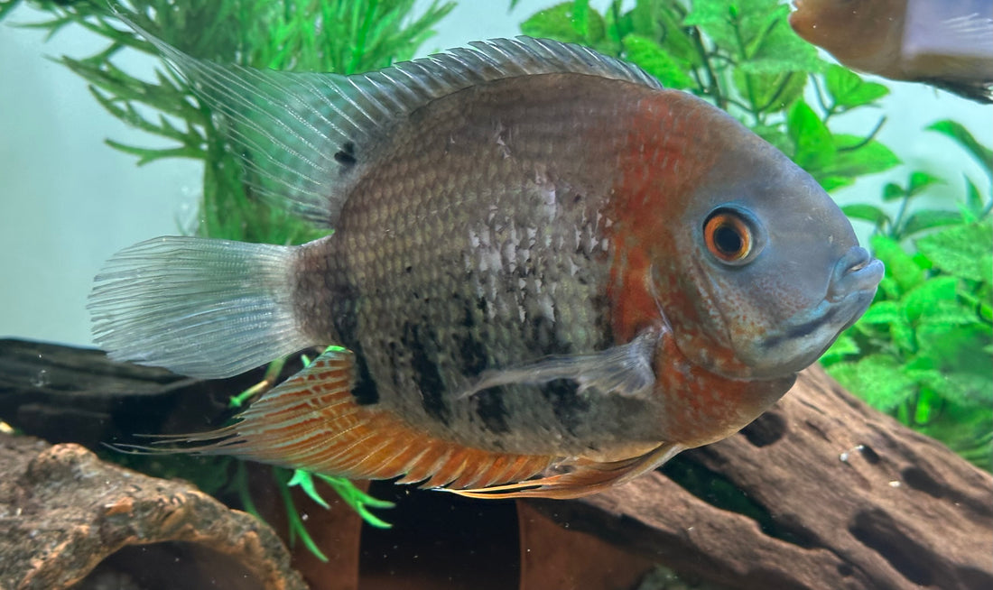XL Red Shoulder Severum (6-7”)