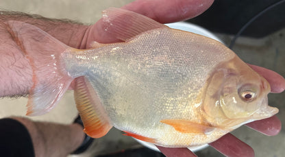 Large Albino Shortbody Pacu (7”)