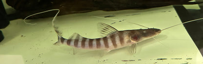 Tigrinus Catfish (5”+)