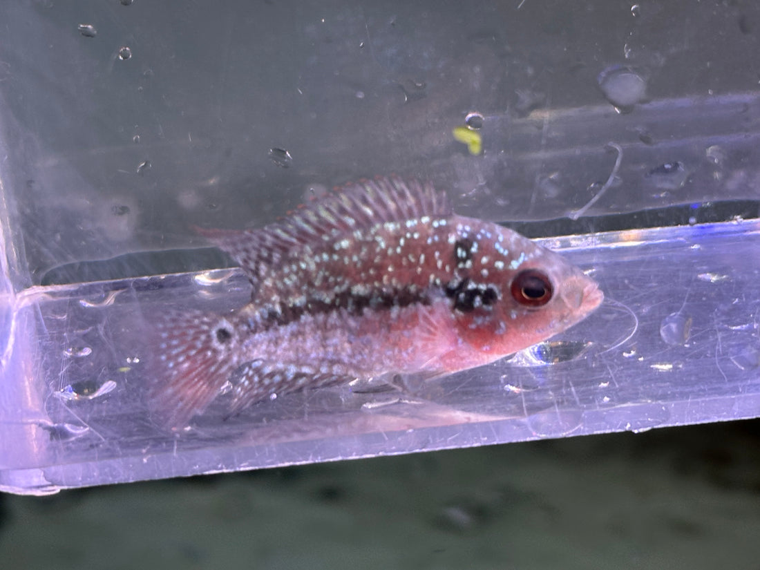 Baby Flowerhorn (1.5”+)