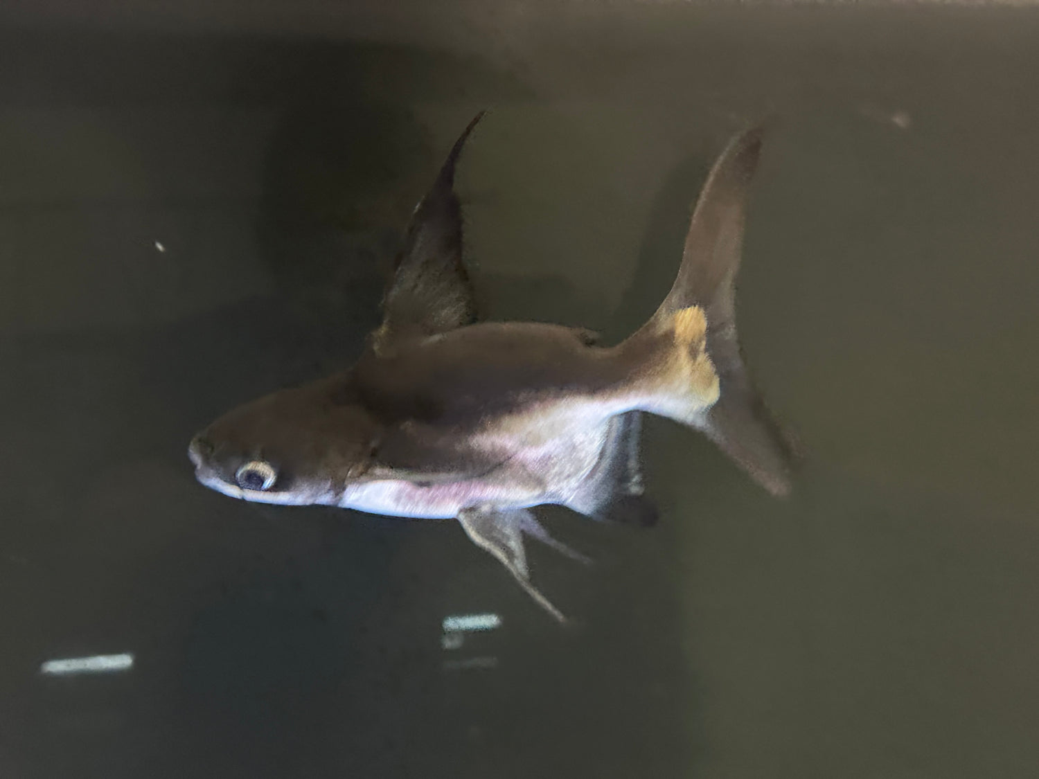 Shortbody Highfin Shark (7-8”)