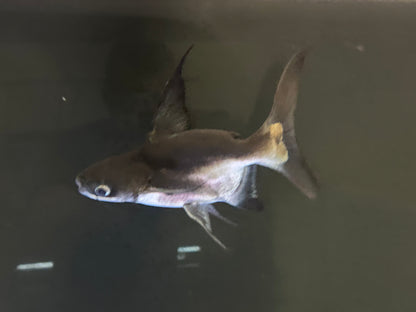 Shortbody Highfin Shark (7-8”)