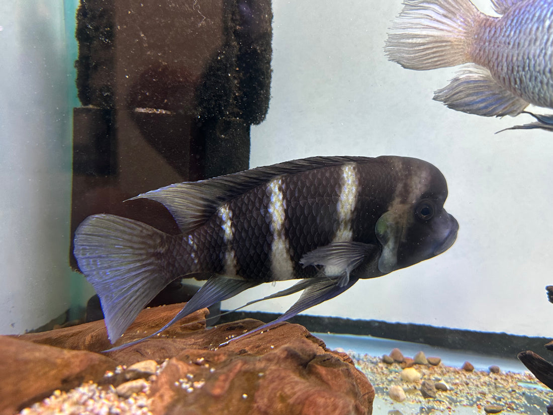 XL Frontosa Cichlid (7.5-8”)