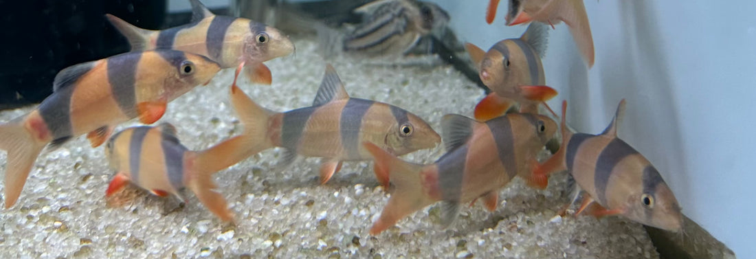 Clown Loach (1.25-1.5”)