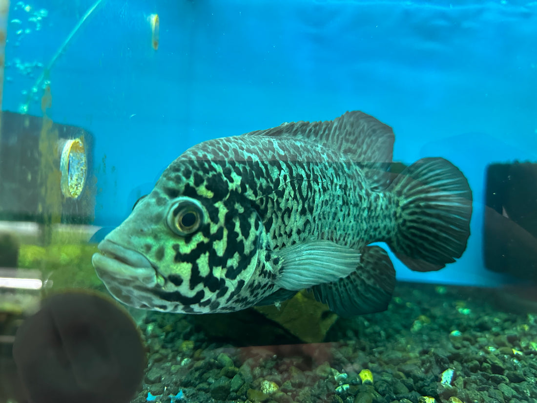 XL Cuban Cichlid (7-8”)