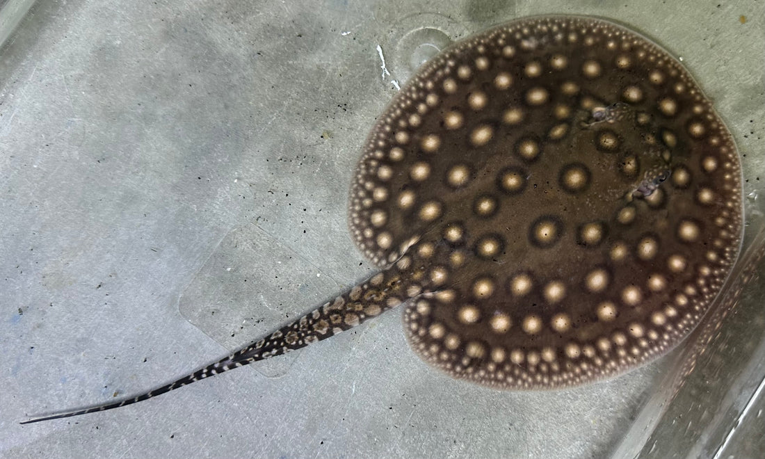Motoro Hybrid Stingray (Male 6”)
