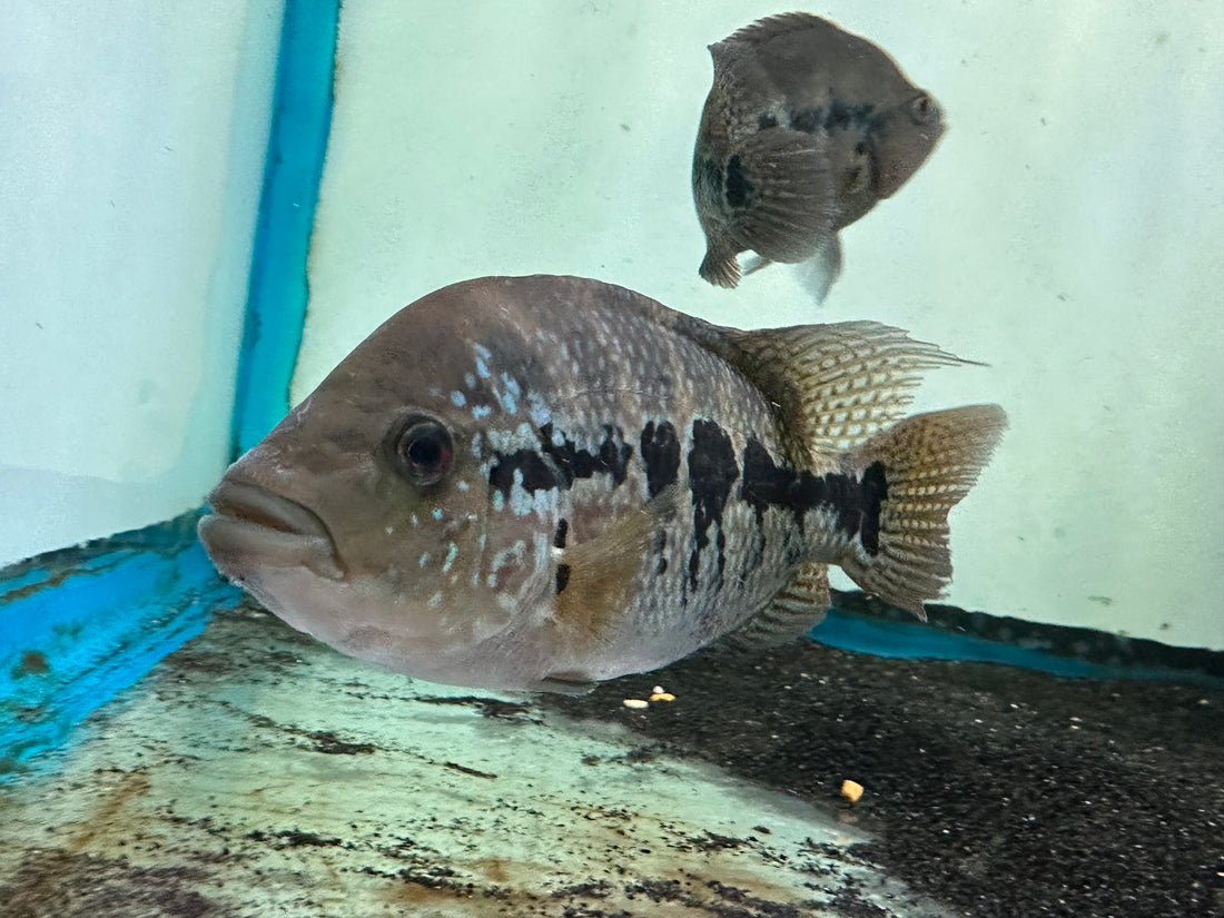 Dovii x Flowerhorn Hybrid (5-6”)