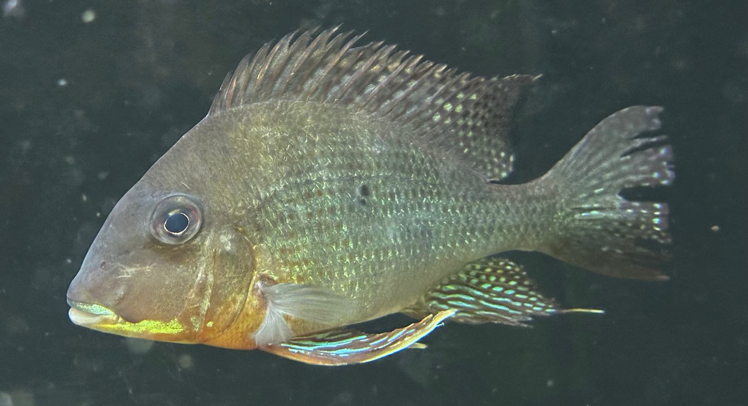 XL Altifrons Geophagus (7.5-8.5”)