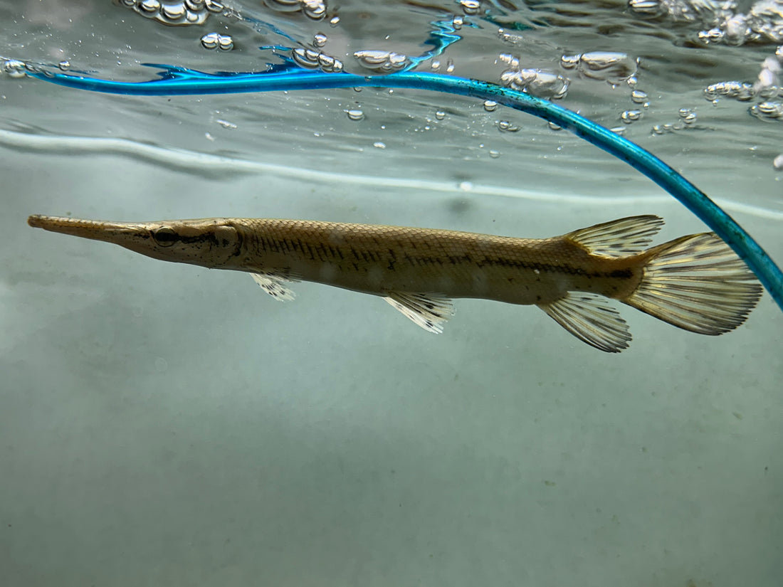 China Captive Bred Cuban Gar (8-9”)