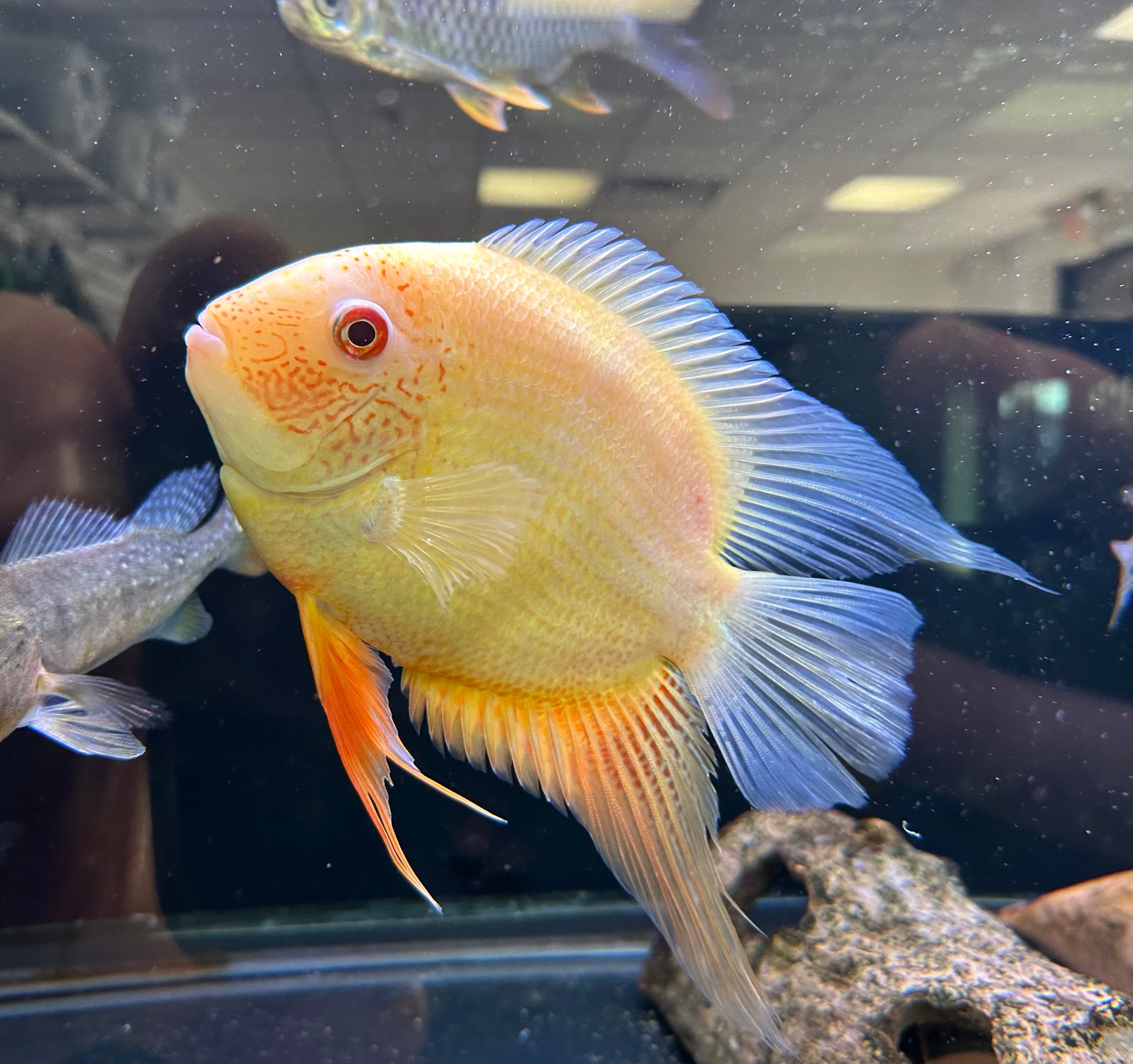 XL Gold Severum (6”)