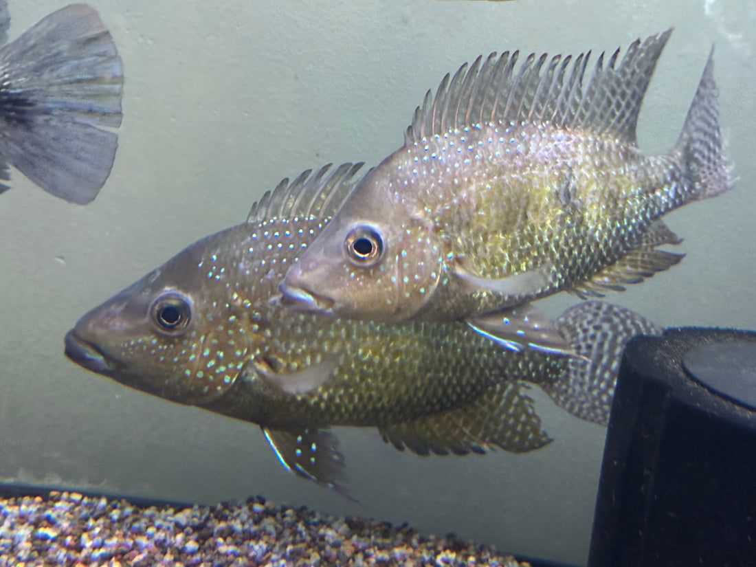 Criboheros rostratus Cichlid (5.5-6.5”)