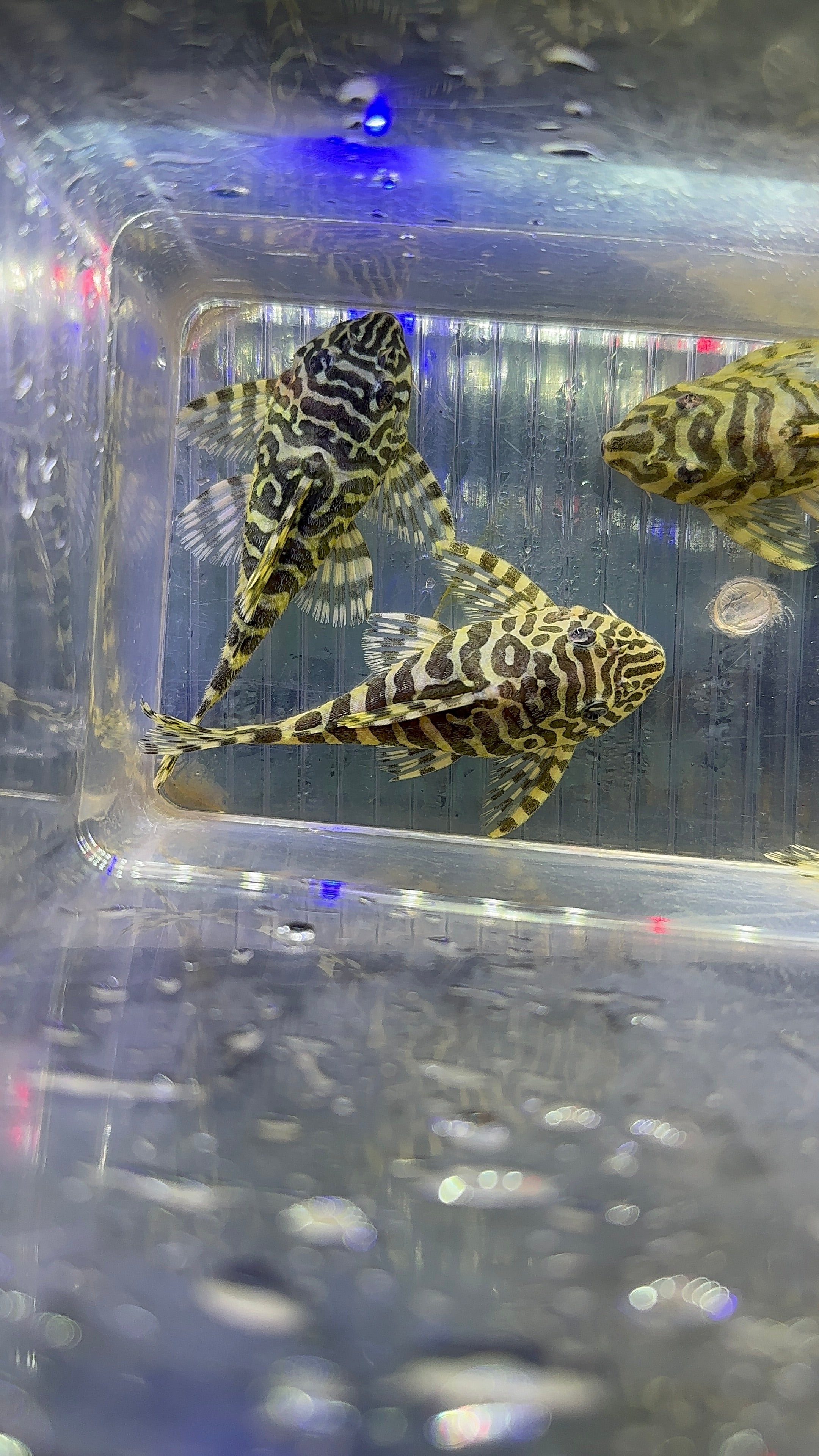 L134 Leopard Frog Pleco (3”)