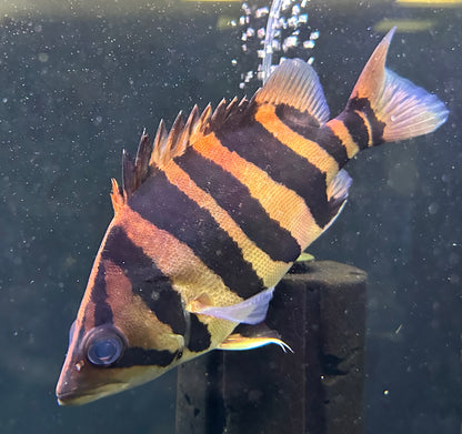 XL 4 Bar Datnoid (9-10”)