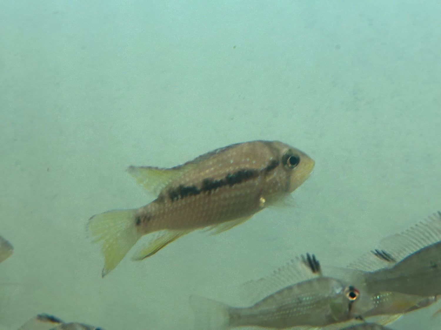 Inca Stone Cichlid (2”)