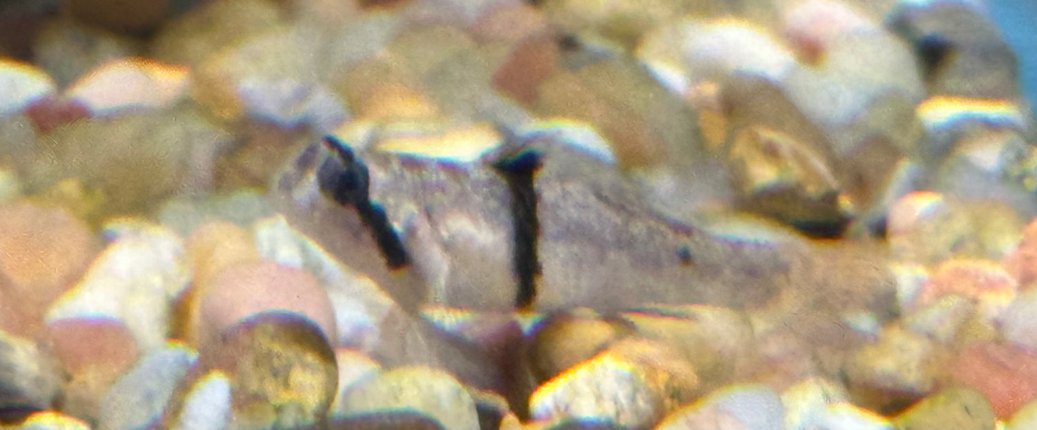 Rhino Goby (.75-1”)