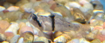 Rhino Goby (.75-1”)
