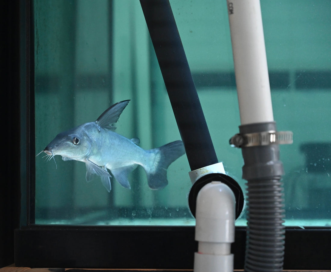 Anteater Catfish (8”)