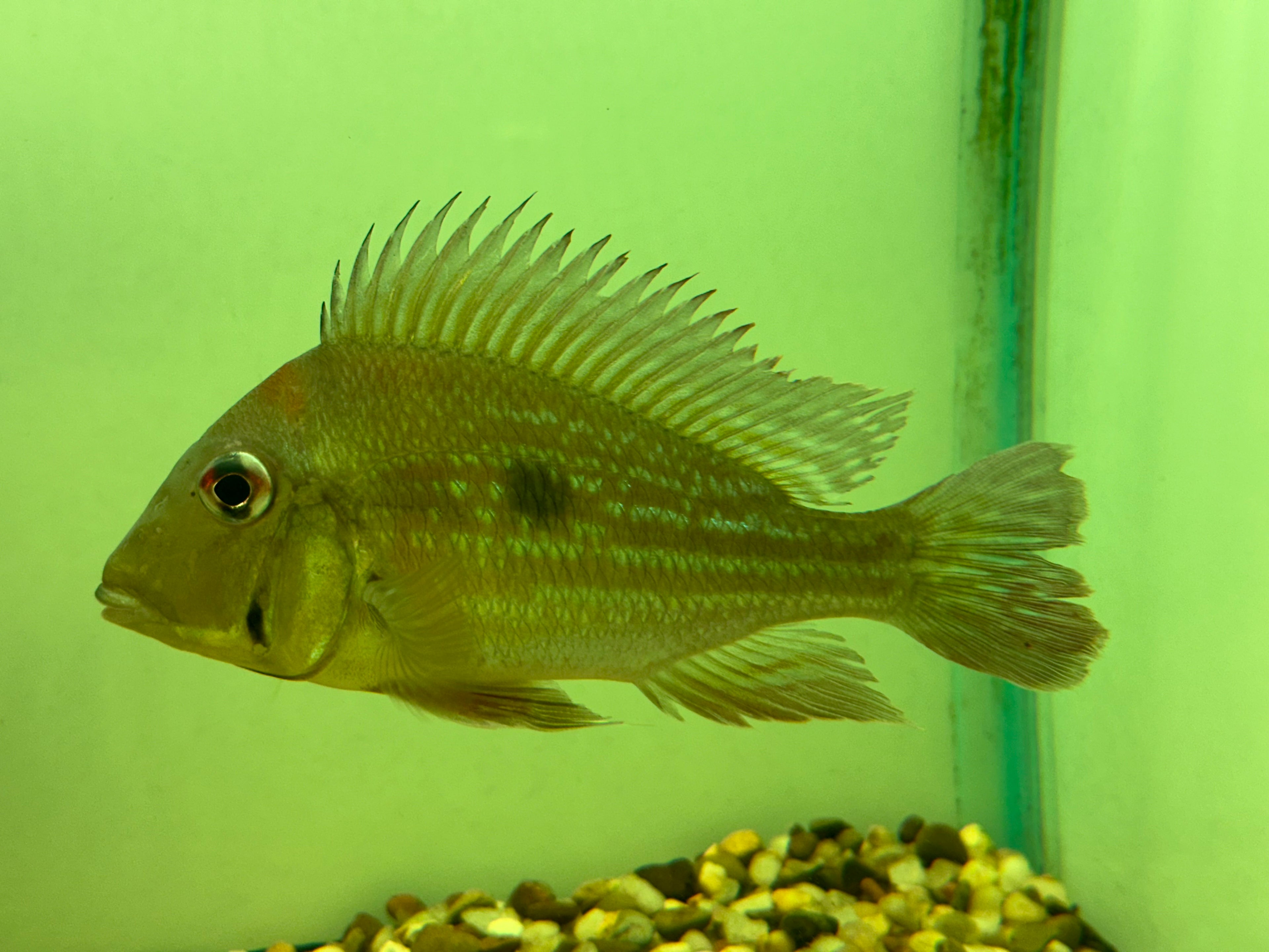 XL Geophagus Winemilleri (5.5-6”)