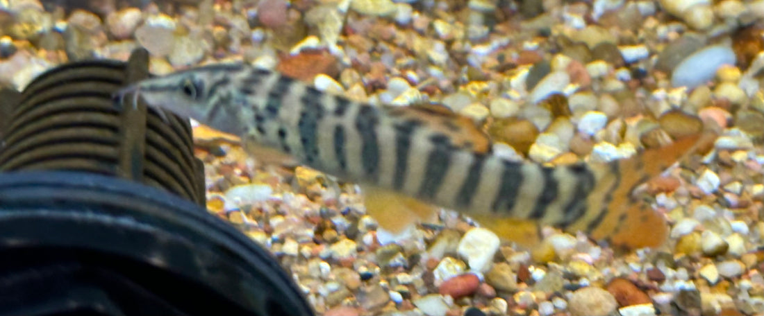 Redtail Tiger Loach (3”)