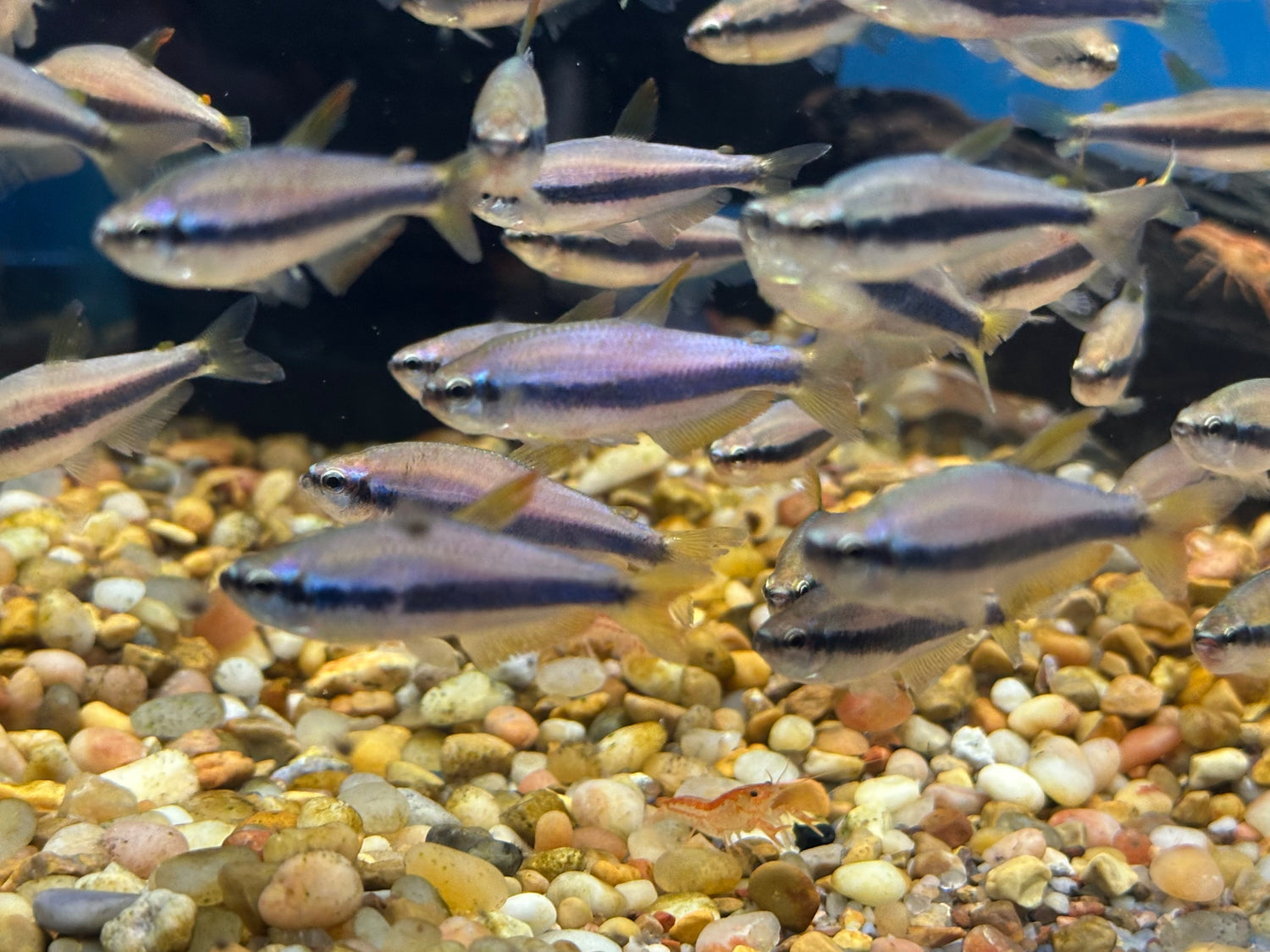 Large Kerri Tetra (1”)