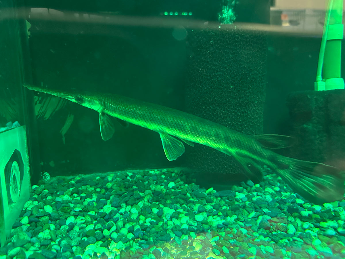 XL Longnose Gar (15-16”)