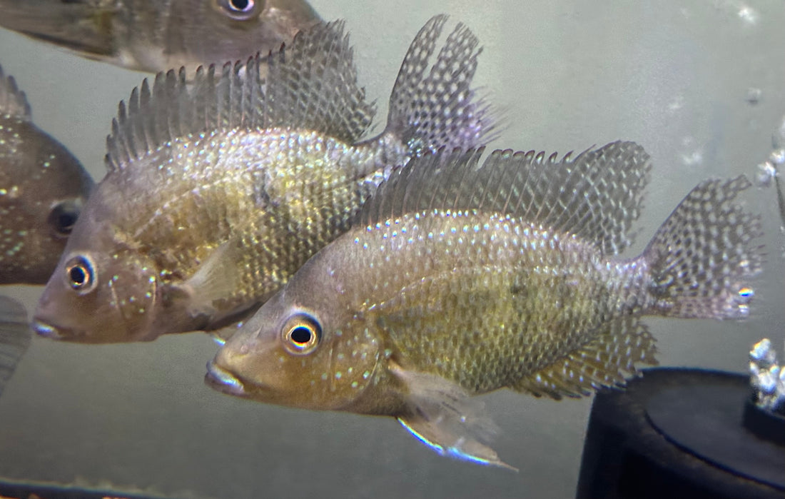 Criboheros rostratus Cichlid (5.5-6.5”)