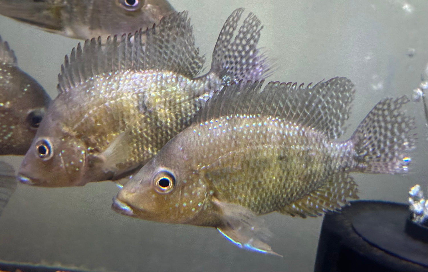 Criboheros rostratus Cichlid (5.5-6.5”)