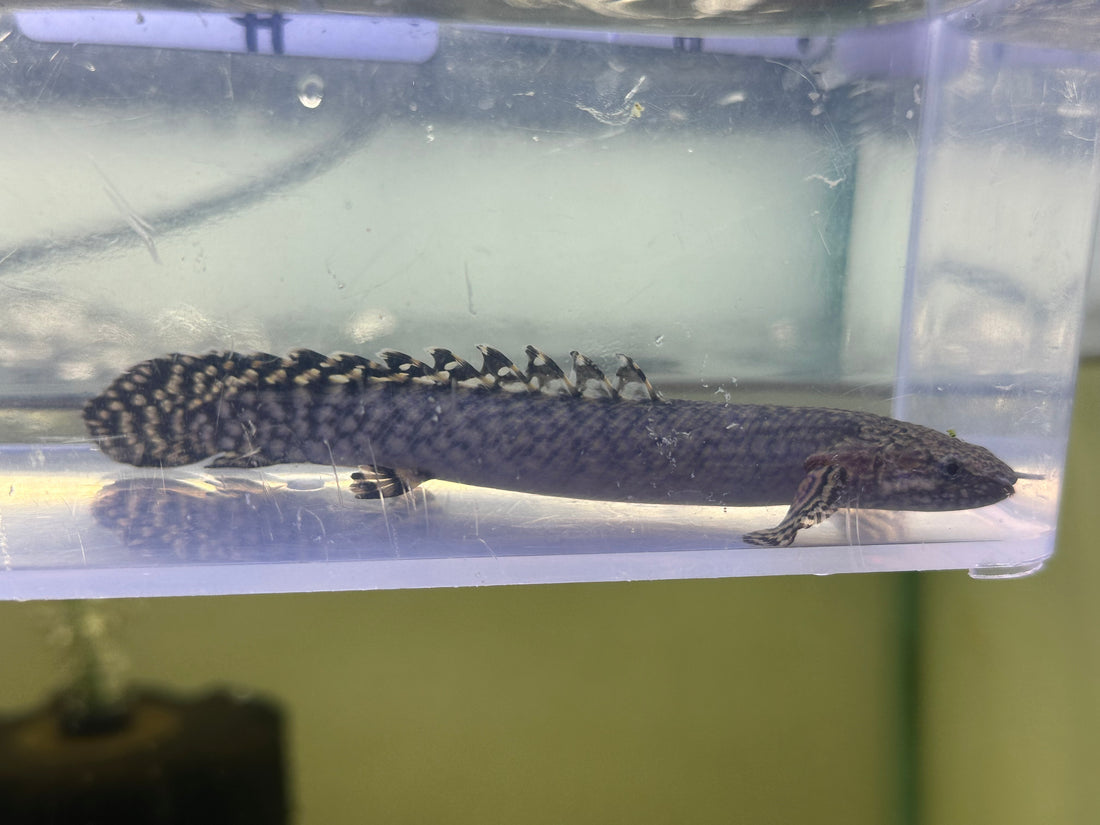 Ornate Polypterus (4.5-5”)