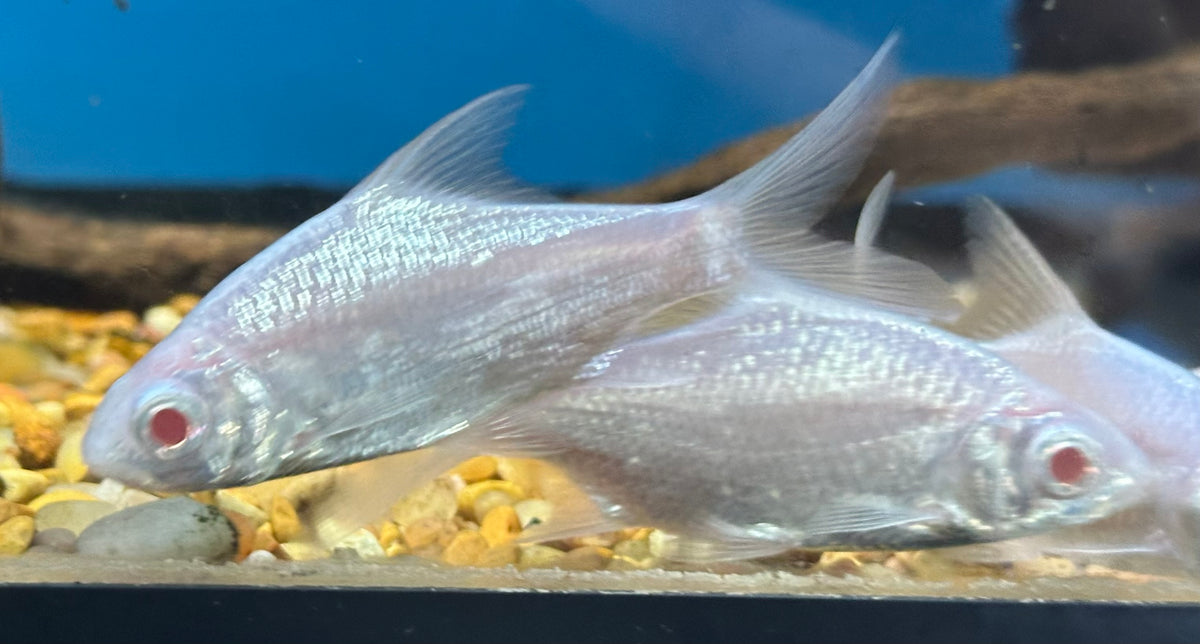 Albino Platinum Tinfoil Barb (3”)
