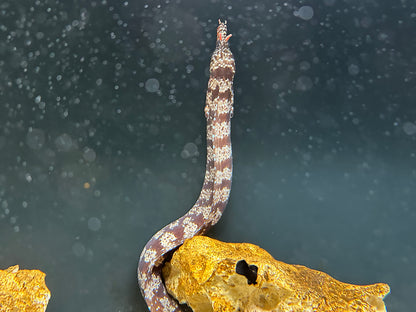 XL Dragon Moray Eel (22”+)