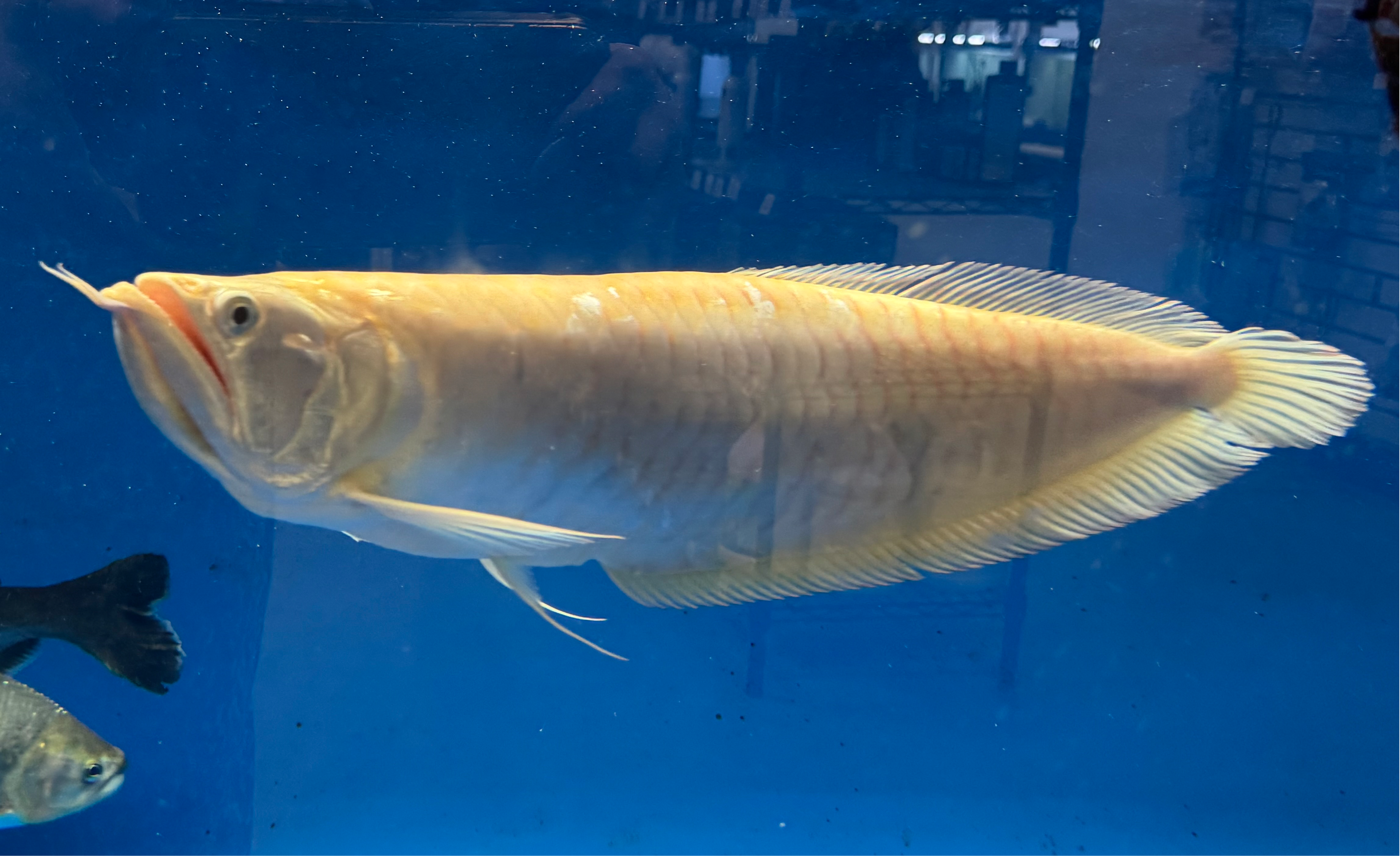 XL Albino Arowana (20”+)